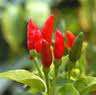 CAPSICUM MALAGA BIRDS EYE CHILLI  PEPPER 20 SEEDS FOR 10 RAND